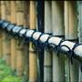 Private Properties - Bamboo, Jungle, Exotic, Forest
