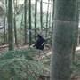 Private Properties - Bamboo, Jungle, Exotic, Forest