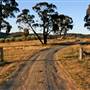 Hopeful Ranch Olive Farm File 1