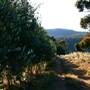 Hopeful Ranch Olive Farm File 1