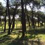 Centennial Park