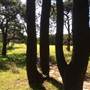 Centennial Park