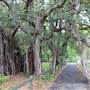 Maiden Theatre - Royal Botanic Garden Sydney