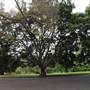 Maiden Theatre - Royal Botanic Garden Sydney