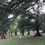 The Domain - Royal Botanic Garden Sydney