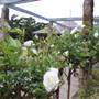 Rose Garden & Pavilion - Royal Botanic Garden Sydney