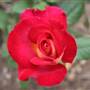 Rose Garden & Pavilion - Royal Botanic Garden Sydney