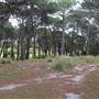 Centennial Park - Ash Paddock