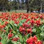 Centennial Park - Cannon Triangle