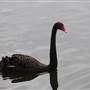 Centennial Park - Duck Pond
