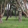 Centennial Park - Equestrian Grounds
