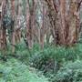 Centennial Park - Lachlan Swamp
