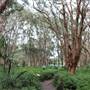 Centennial Park - Lachlan Swamp