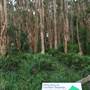 Centennial Park - Lachlan Swamp