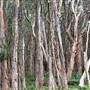 Centennial Park - Lachlan Swamp