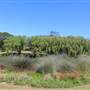 Centennial Park - Musgrave Pond