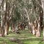 Centennial Park - Paperbark Grove