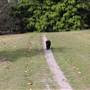 Centennial Park - Paperbark Grove