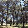 Centennial Park - Pine Grove