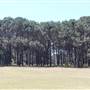 Centennial Park - Pine Grove