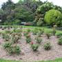 Centennial Park - Rose Garden