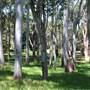Centennial Park - Sandstone Ridge