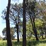 Centennial Park - Sandstone Ridge