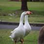 Centennial Park - Frog Hollow