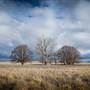 Monaro Plains