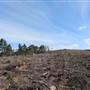 Jenolan State Forest - Logged Area