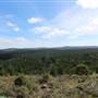 Jenolan State Forest - Logged Area