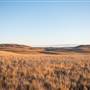 Monaro Plains
