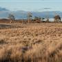 Monaro Plains