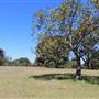 Centennial Park - Loch Ave South