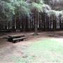 The Firs Picnic Area - Stewarts Brook State Forest