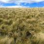 Monaro Plains