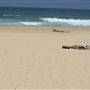 South Maroubra Beach