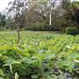 Royal Botanic Garden Sydney