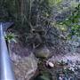 Minnamurra Rainforest Walk - Budderoo National Park