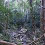 Minnamurra Rainforest Walk - Budderoo National Park