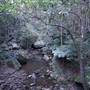 Minnamurra Rainforest Walk - Budderoo National Park