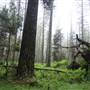 Jenolan State Forest