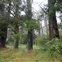 Jenolan State Forest