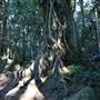 Mount Keira Scout Camp File 1