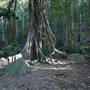 Mount Keira Scout Camp File 1