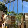 The Calyx - Royal Botanic Garden Sydney