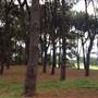 Centennial Park - Pine Grove
