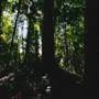 Ardeena - Jungle / Rainforest Private Property