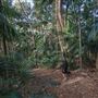 Ardeena - Jungle / Rainforest Private Property