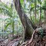 Ardeena - Jungle / Rainforest Private Property
